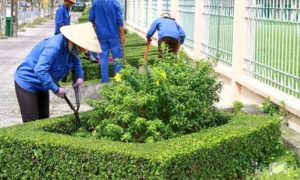 Dịch vụ chăm sóc cây xanh tại Bà Rịa Vũng Tàu