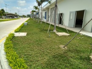 Dịch vụ trồng cây xanh Bà Rịa Vũng Tàu