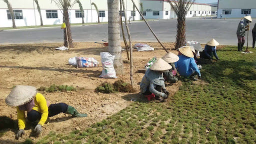 An Khang Group đơn vị trồng cỏ uy tín