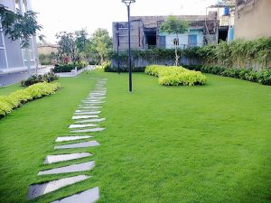 Dịch vụ trồng cỏ tại Bà Rịa Vũng Tàu
