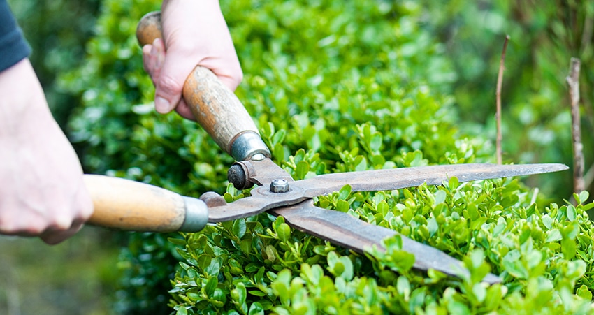 Dịch vụ cắt tỉa cây xanh tại Trảng Bàng
