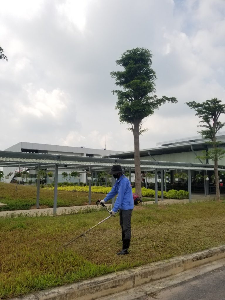 Quy trình cắt cỏ tại An Khang Group