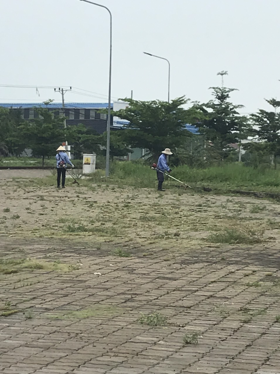 Quy trình phát cỏ hoang tại An Khang Group