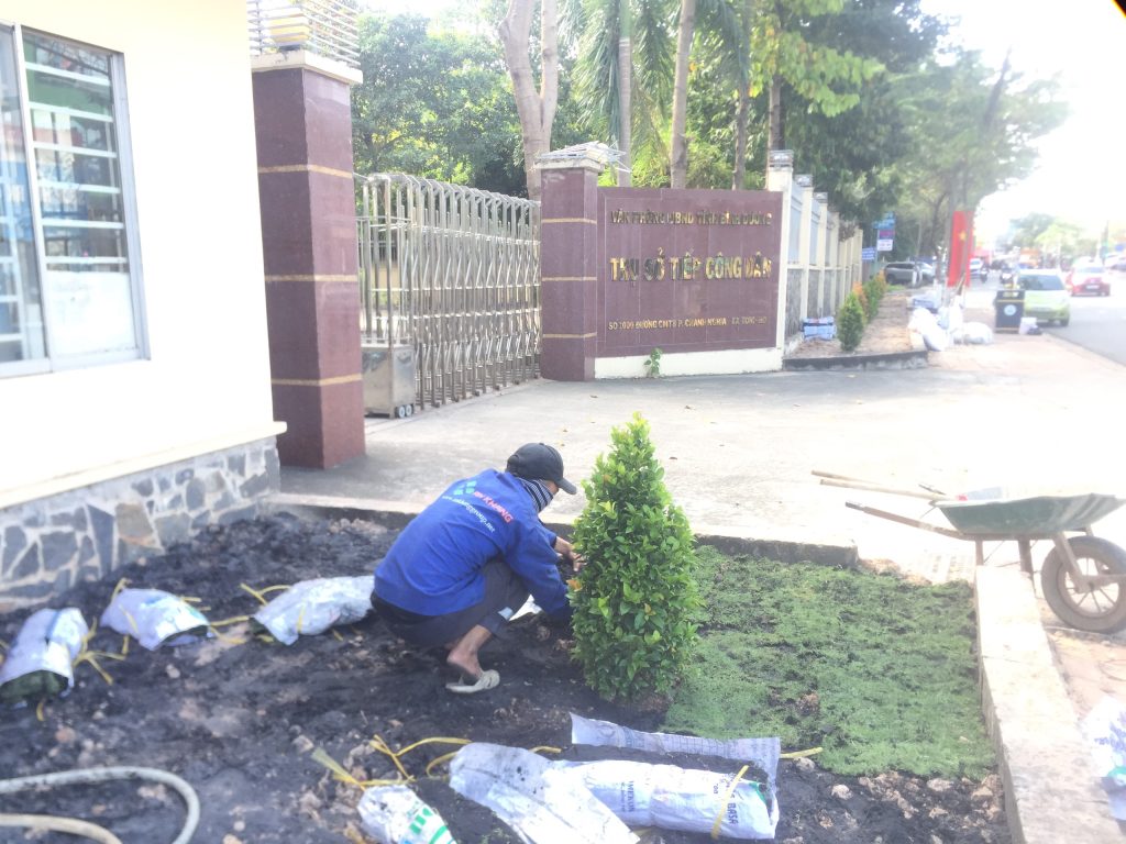 Quy trình trồng cây xanh của Ankhanggroup