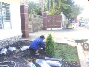 Quy trình trồng cây xanh của Ankhanggroup