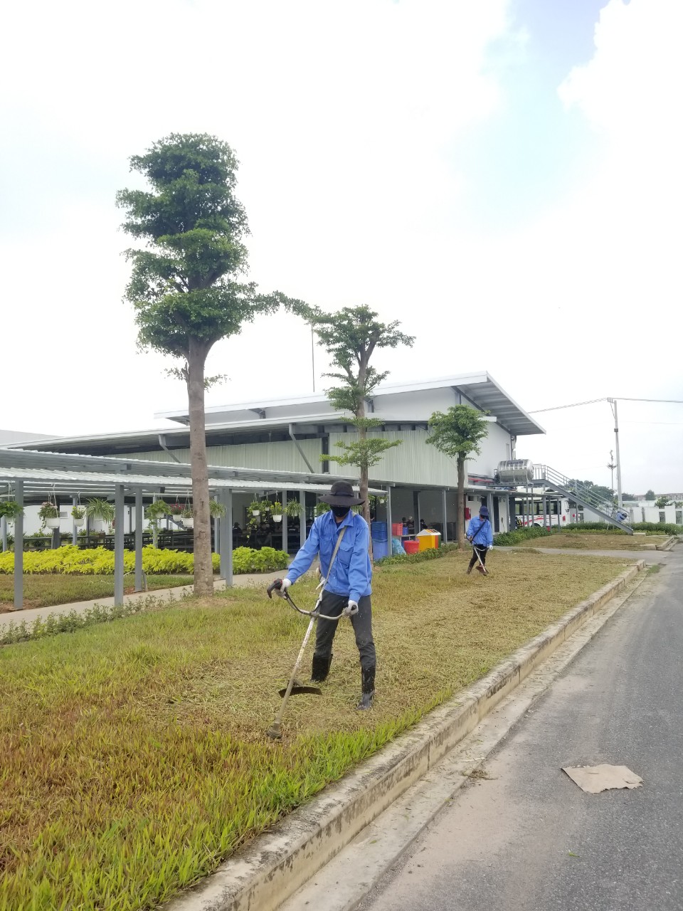 Ang Khang Group đơn vị trồng cỏ uy tín