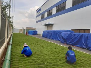 Dịch vụ trồng cỏ tại Trảng Bàng
