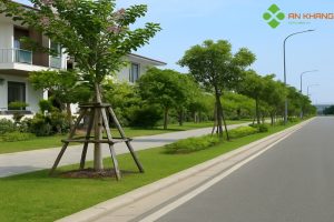 Dịch vụ trồng cây xanh tại Tân Châu