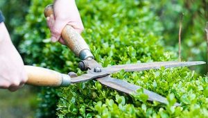 Cắt Tỉa Cây Xanh