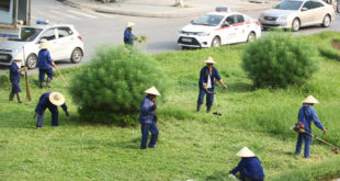 Dịch vụ phát cỏ hoang