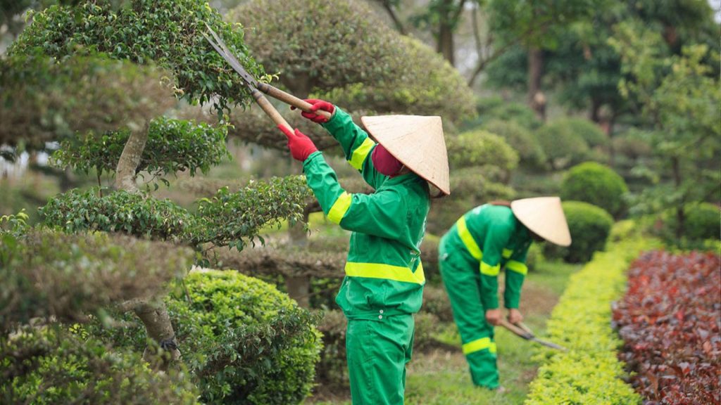 Dịch vụ trồng cây xanh tại Châu Thành