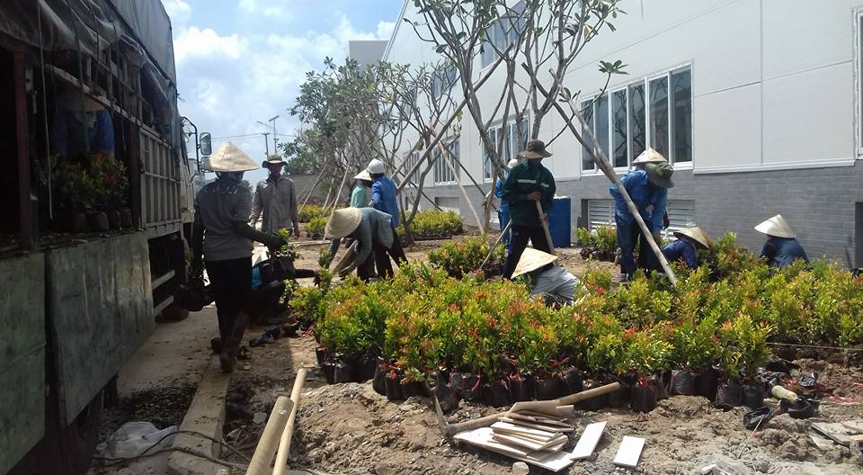 Dịch vụ trồng cây xanh 