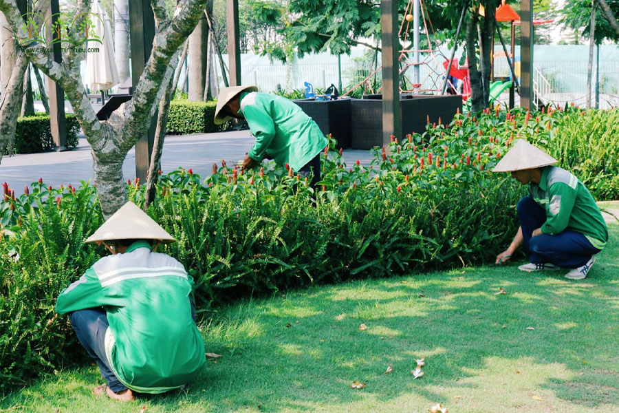 dịch vụ trồng cây xanh hòa thành