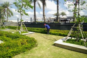 Trồng cây xanh tại Tân Biên