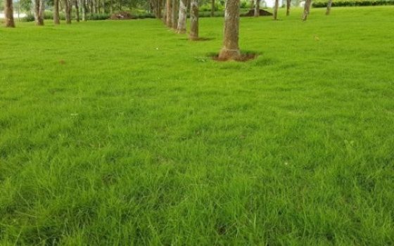 Cỏ Nhật Bến Cầu Tây Ninh