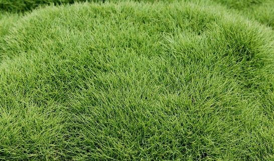 Cỏ lông heo Bến Cầu Tây Ninh