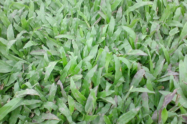 Cỏ gừng Bến Cầu Tây Ninh