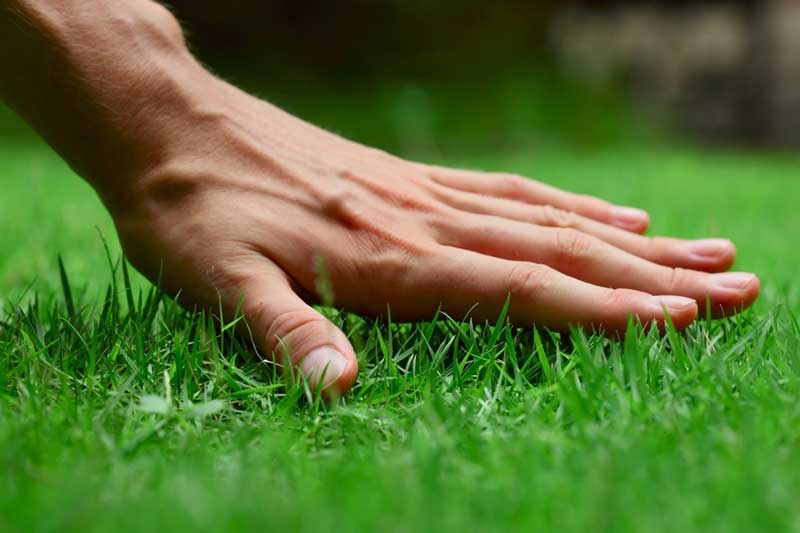 Quy trình trồng cỏ tại Châu Thành chuẩn kỹ thuật của An Khang Group