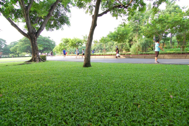 An Khang đơn vị trồng cỏ uy tín, chất lượng được đánh giá cao