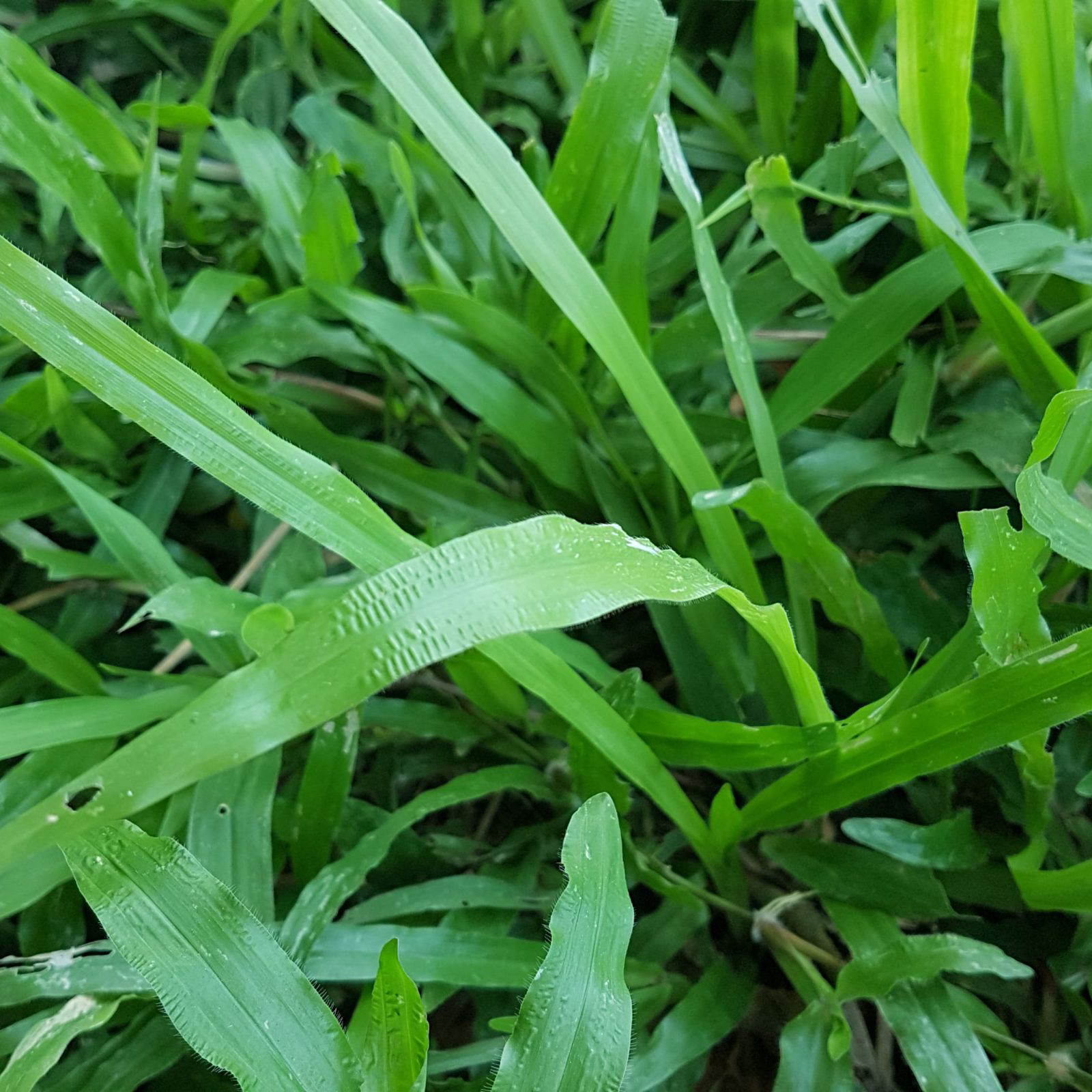 Cỏ lá gừng- Trồng cỏ tại Hòa thành Cỏ lá gừng- Trồng cỏ tại Hòa thành