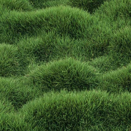 Cỏ lông heo tại Tân Biên