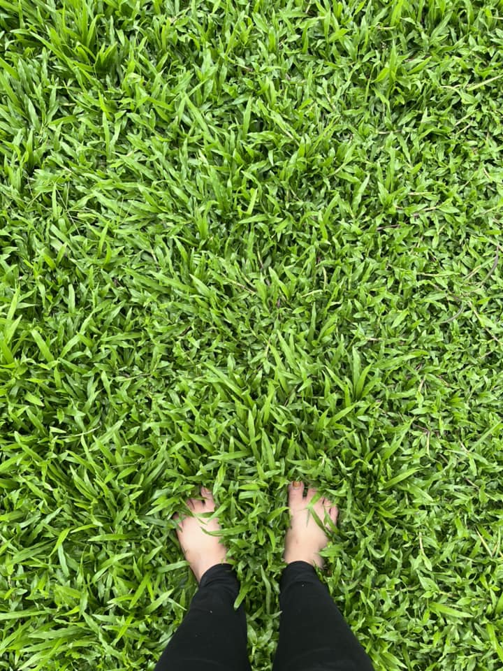 Trồng cỏ gừng tại Tân Biên