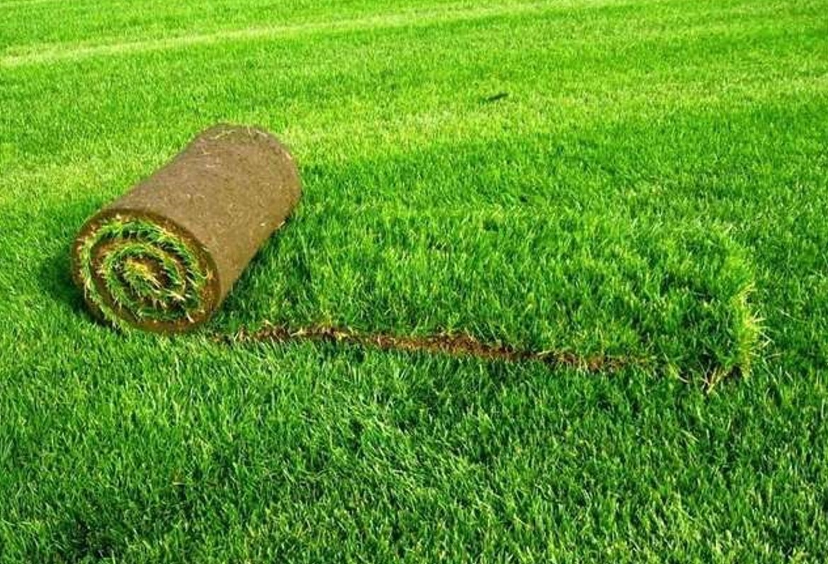 Cỏ nhung Nhật tại Tân Biên