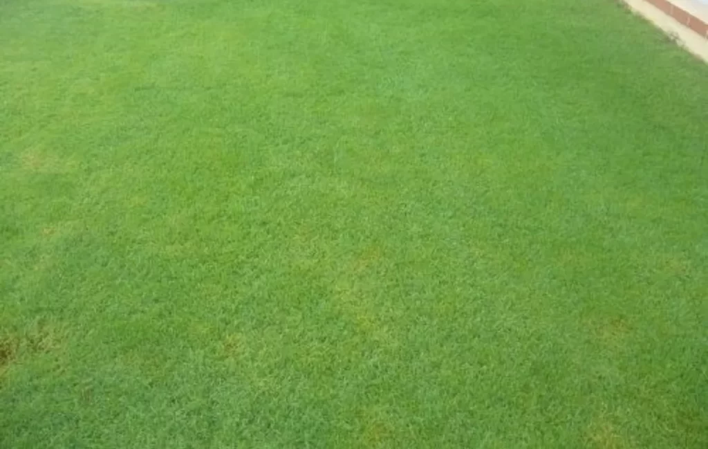 Trồng cỏ tại Tây Ninh