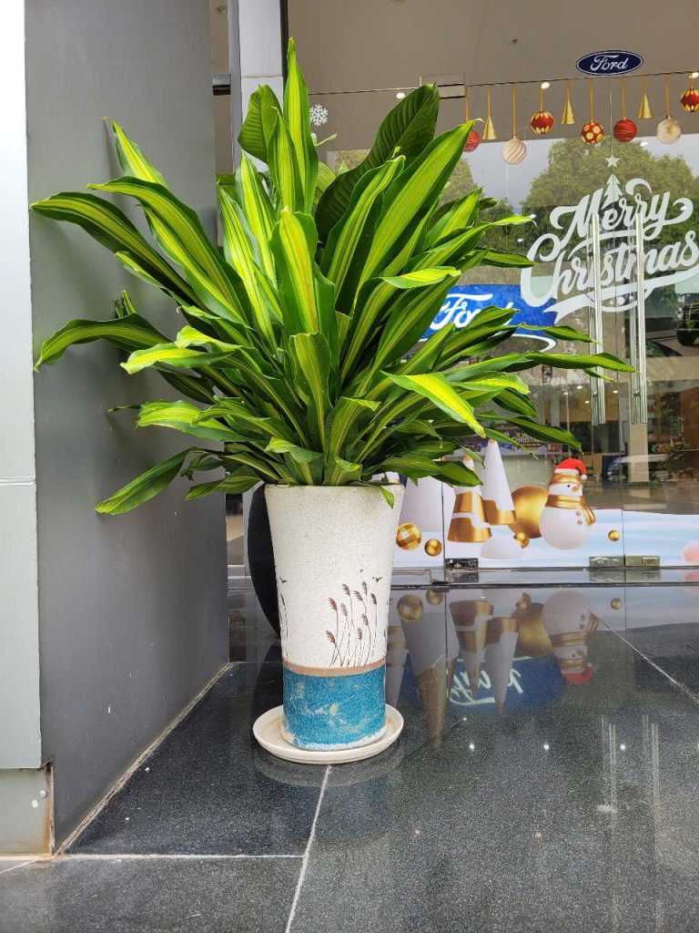 Bảng giá chăm sóc cây xanh công trình Bình Dương