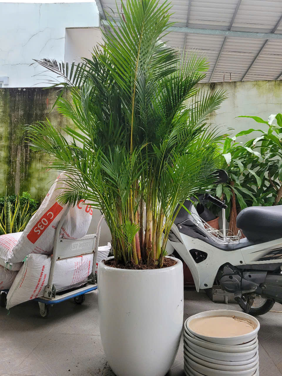 Bảng giá chăm sóc cây xanh công trình Bình Dương