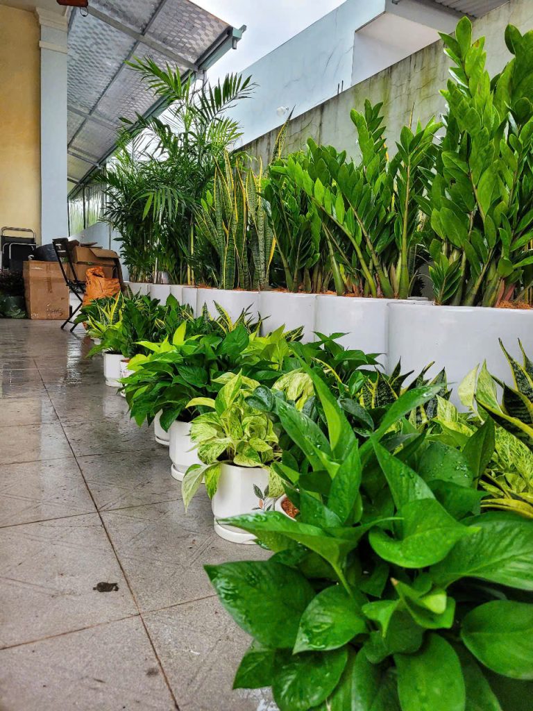 Cách chăm sóc cây xanh văn phòng ở Bình Dương