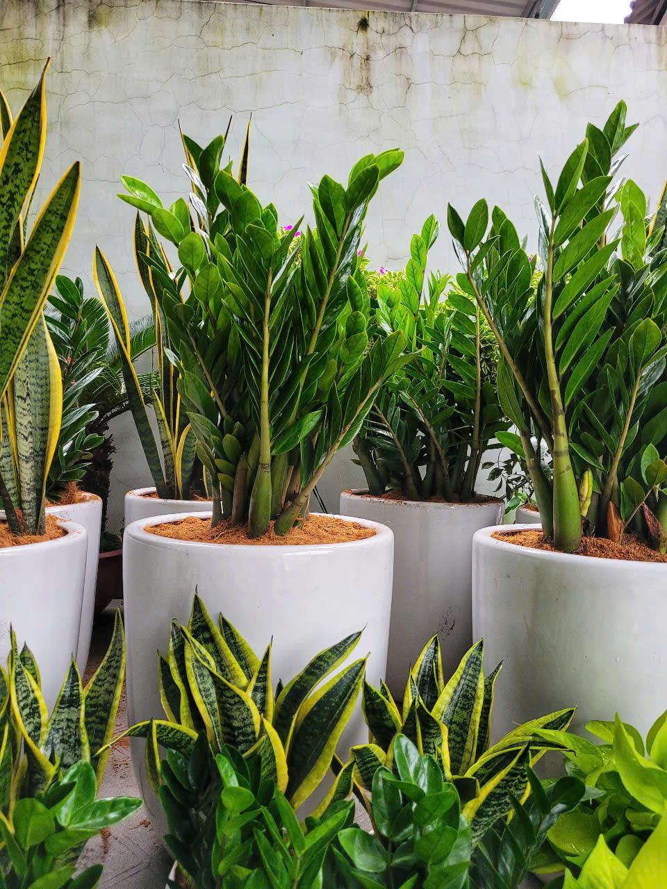 Cách chăm sóc cây xanh văn phòng ở Bình Dương