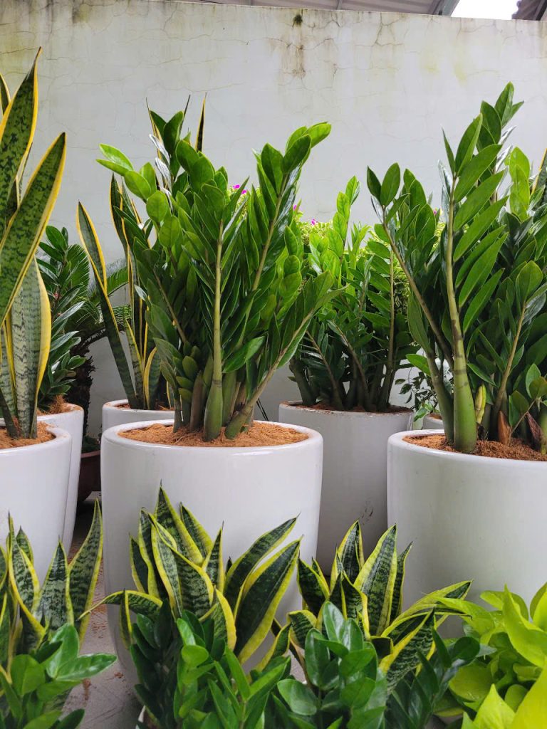 Dịch vụ chăm sóc cây cảnh sân vườn Bình Dương giá rẻ