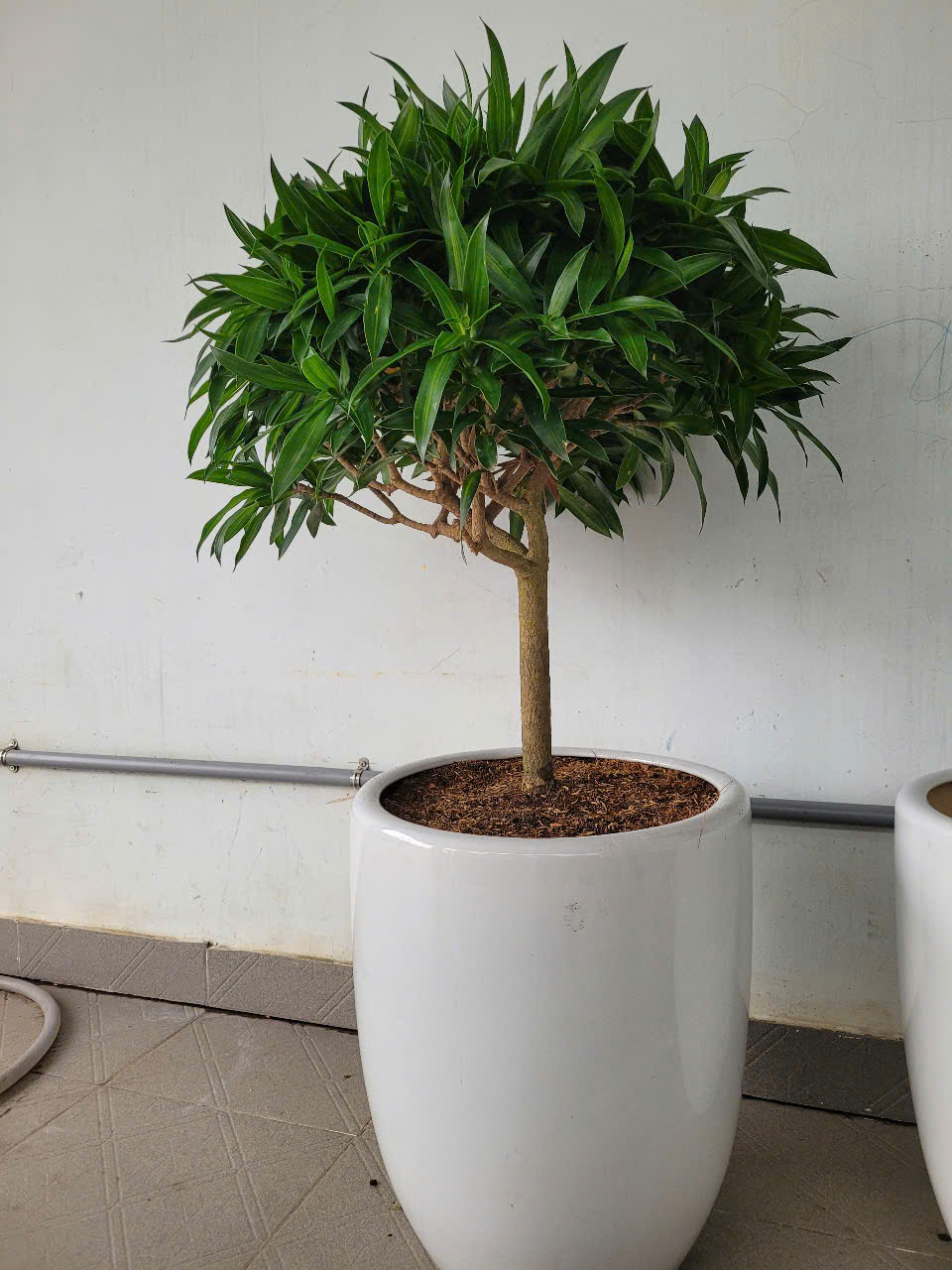 Dịch vụ chăm sóc cây cảnh sân vườn Bình Dương giá rẻ