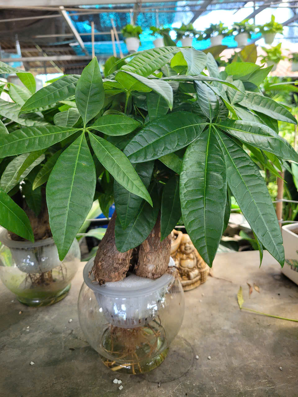 Chăm sóc cây xanh định kỳ Bình Dương