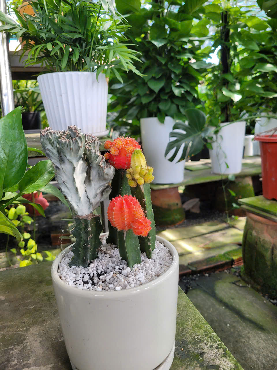 Chăm sóc cây xanh khu công nghiệp Bình Dương