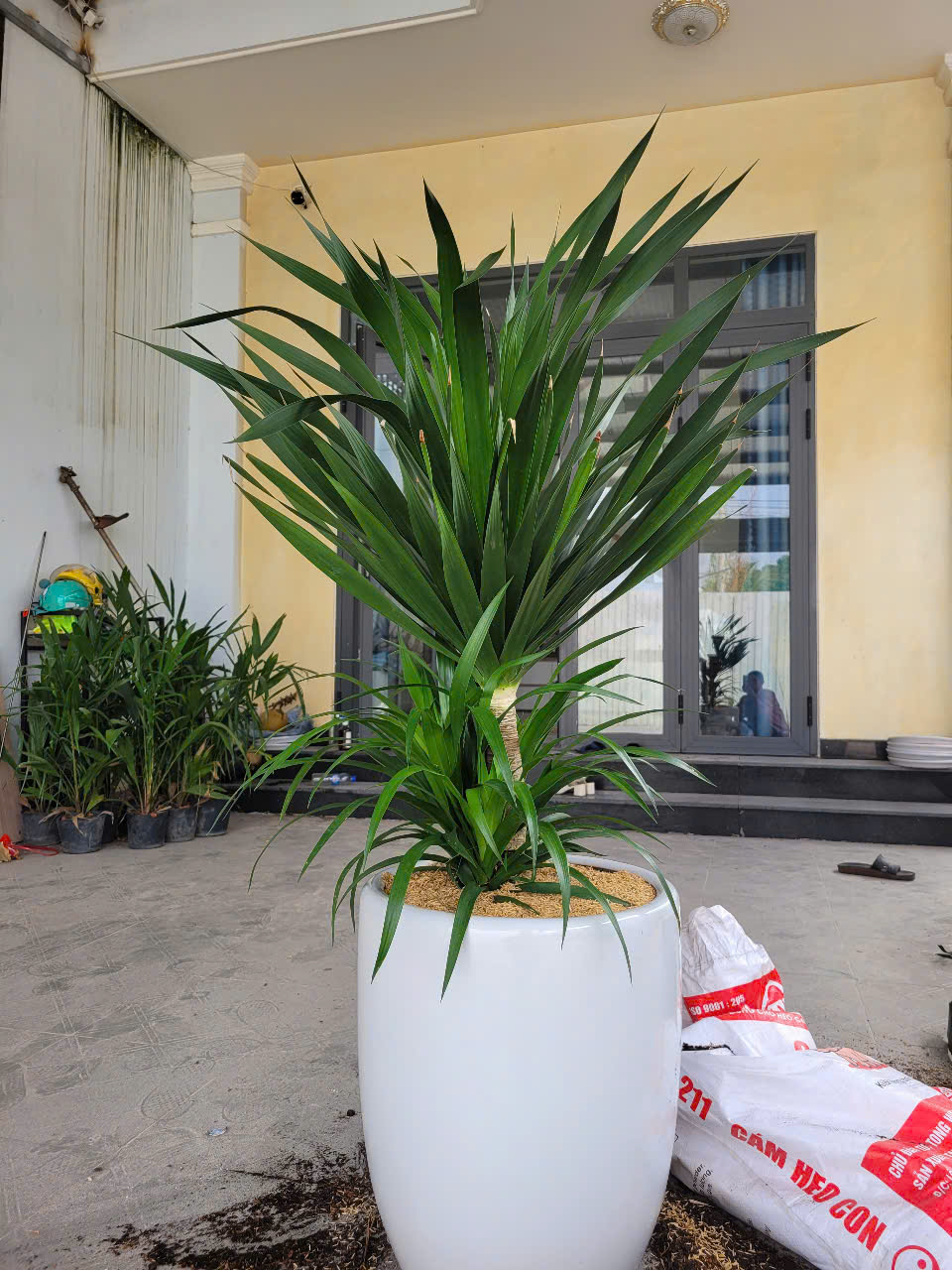 Chăm sóc cây xanh khu công nghiệp Chăm sóc cây xanh khu công nghiệp