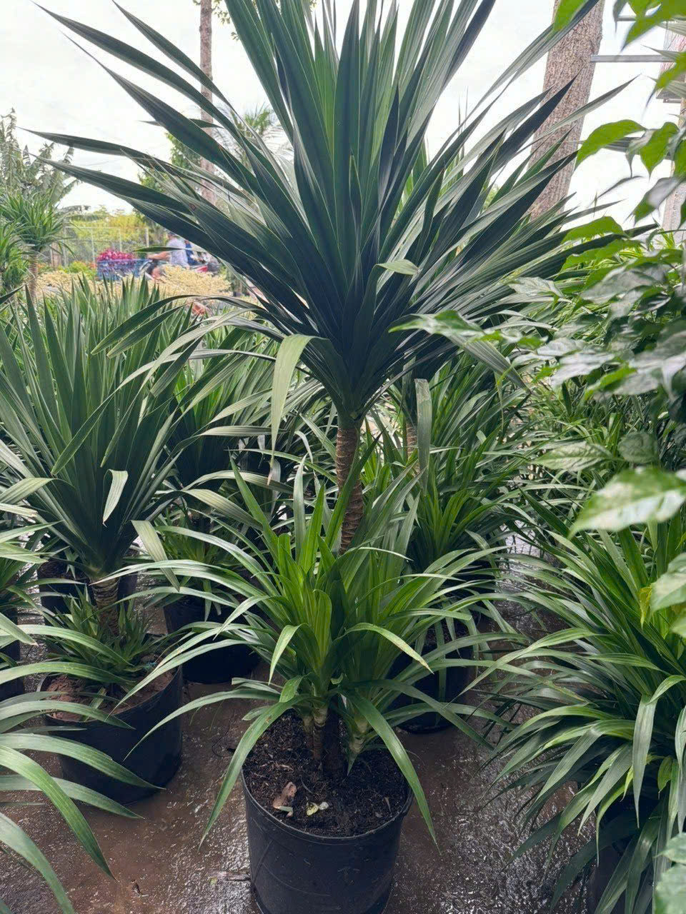 Công ty chăm sóc cây xanh Công ty chăm sóc cây xanh