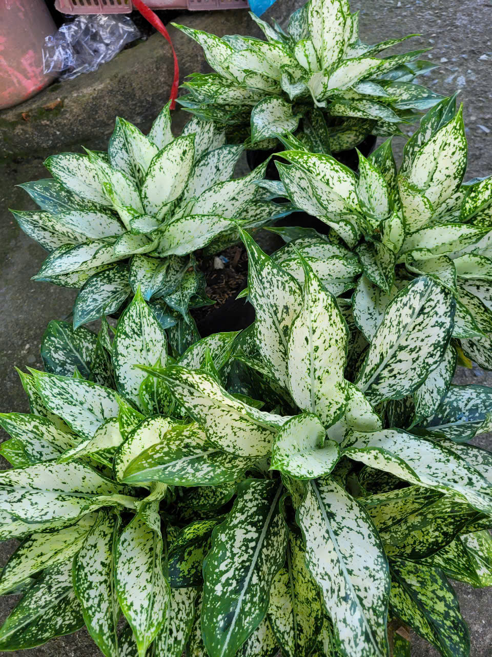 Công ty chăm sóc cây xanh