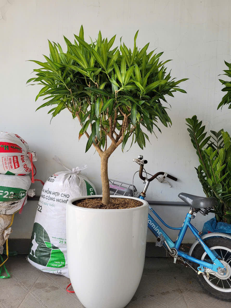 Thuê dịch vụ cắt tỉa cây xanh Bình Dương