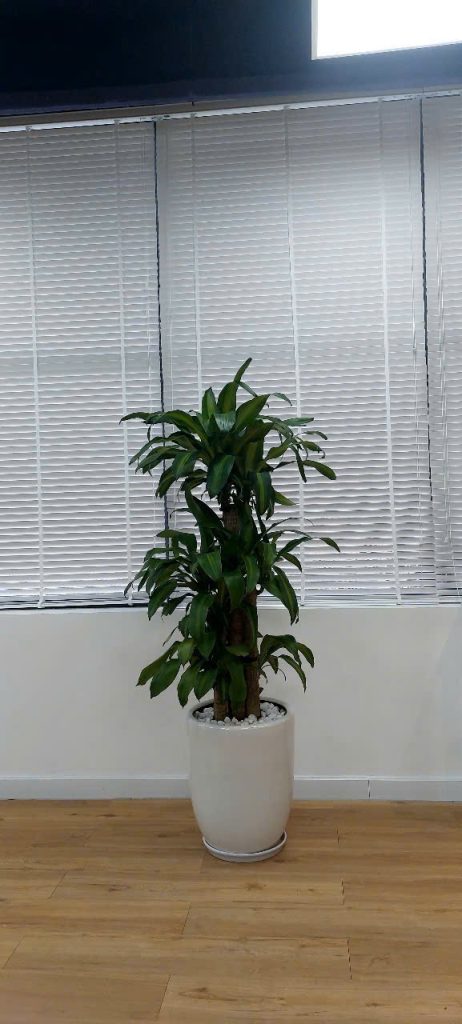 Thuê dịch vụ cắt tỉa cây xanh Bình Dương