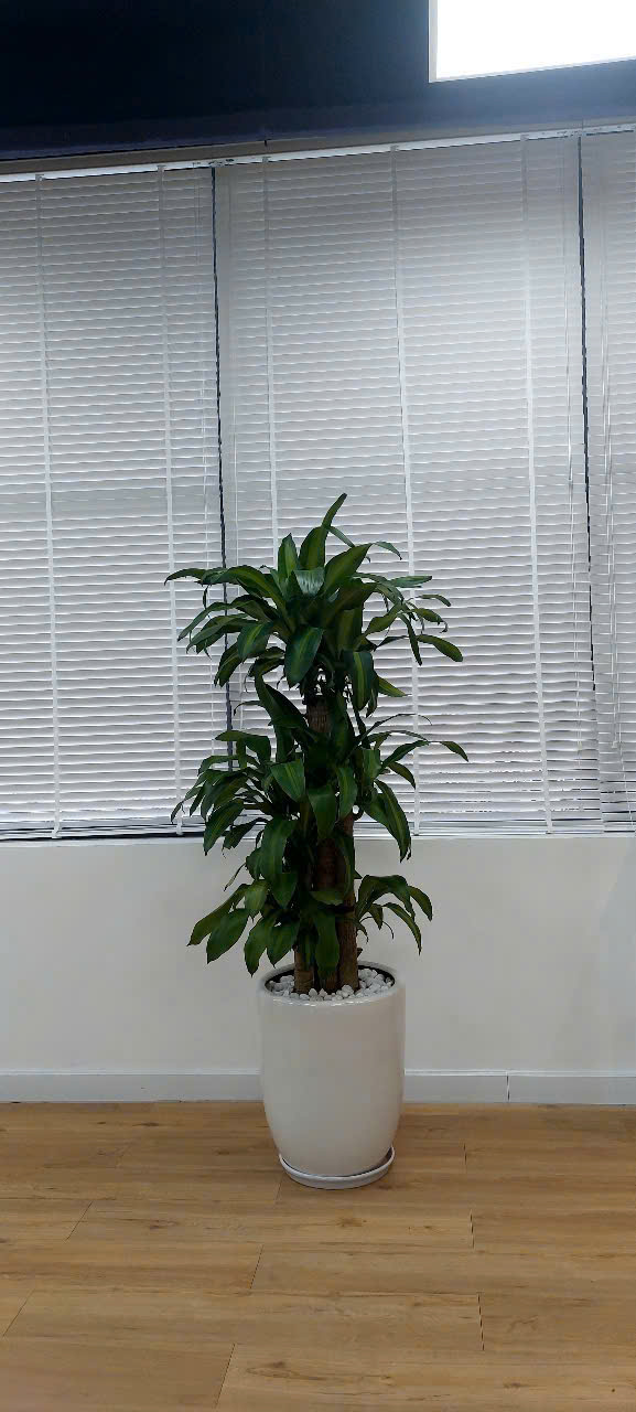 Thuê dịch vụ cắt tỉa cây xanh Bình Dương