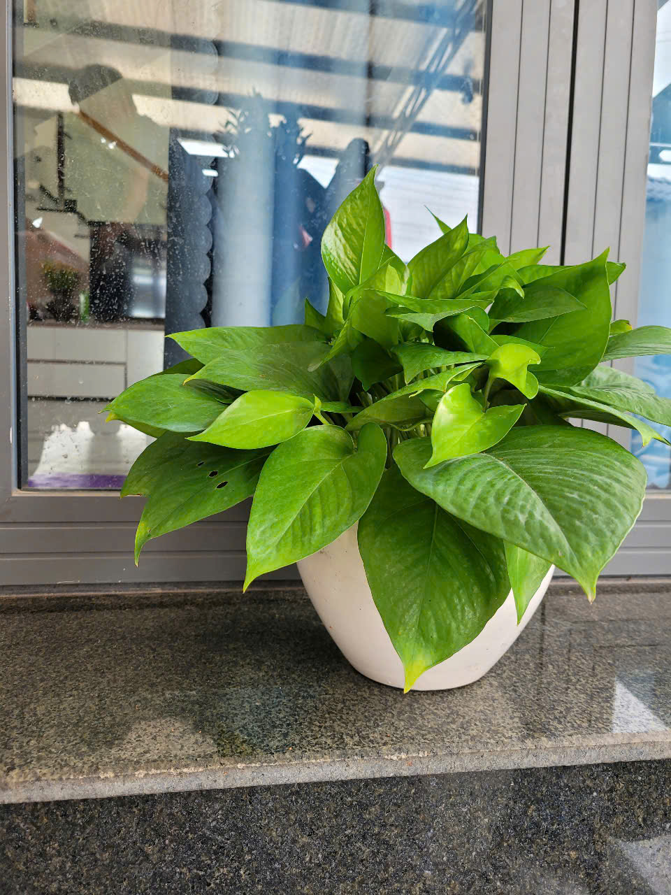 Dịch vụ chăm sóc cây xanh