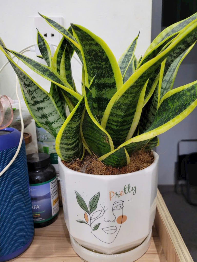 Dịch vụ chăm sóc cây xanh