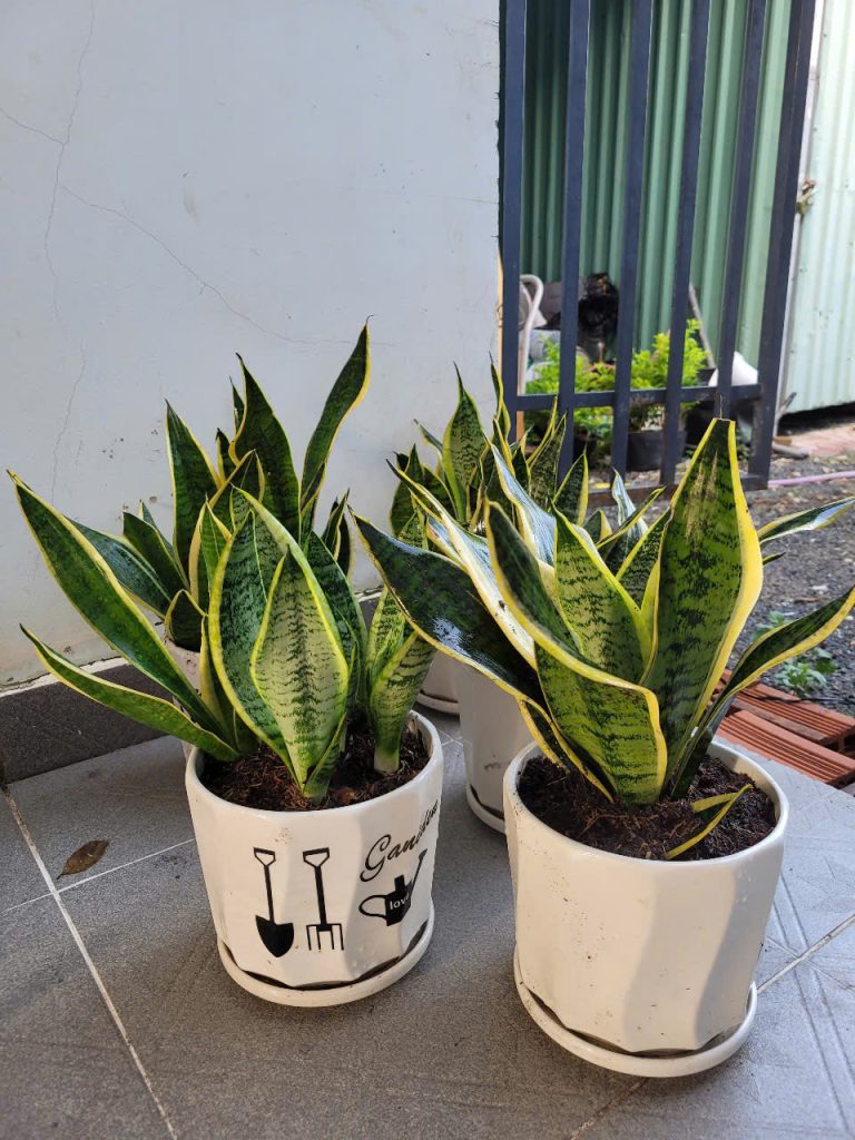 Dịch vụ chăm sóc cây cảnh văn phòng Bình Dương