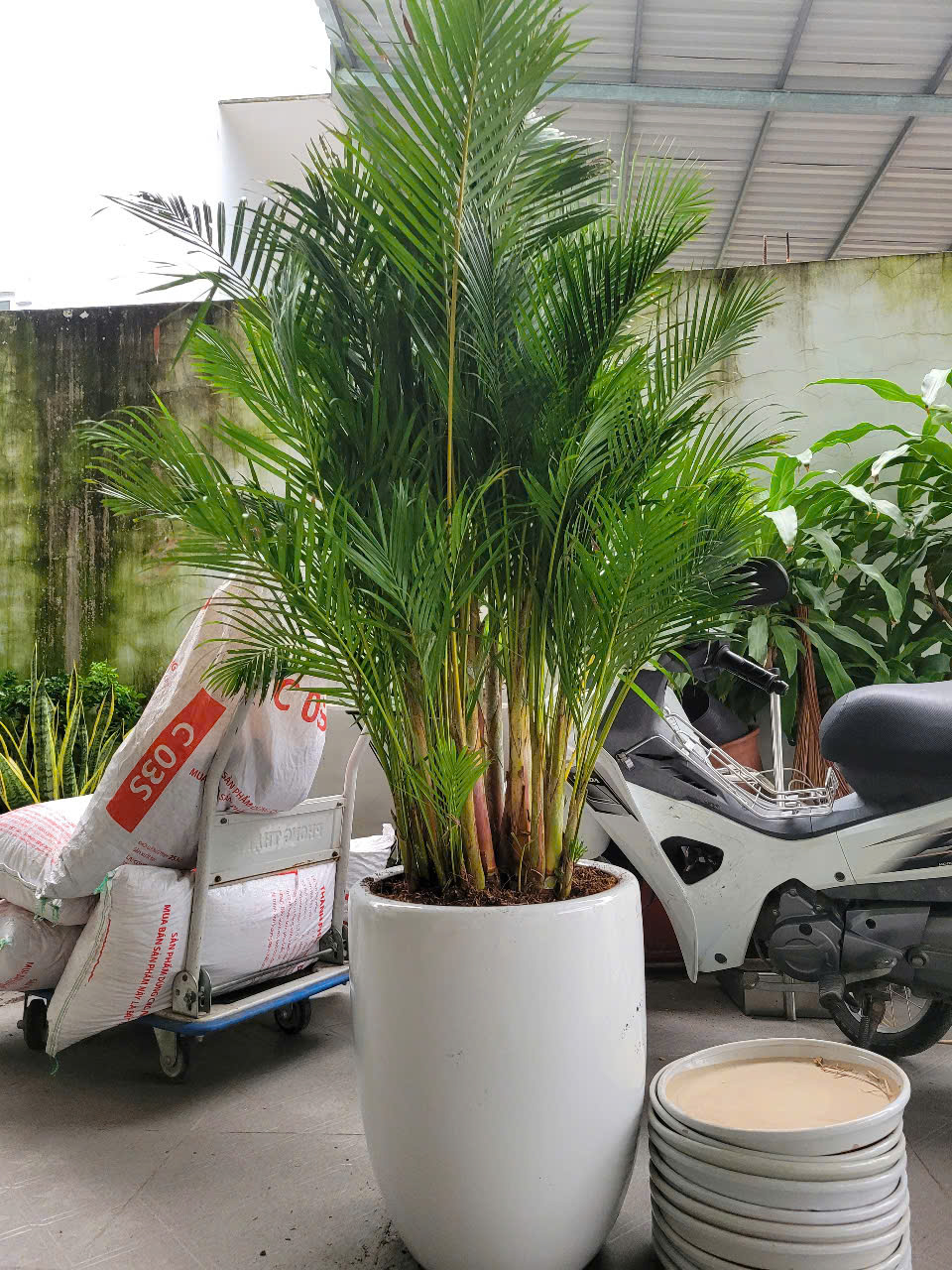 Hướng dẫn chăm sóc cây xanh sân vườn Bình Dương