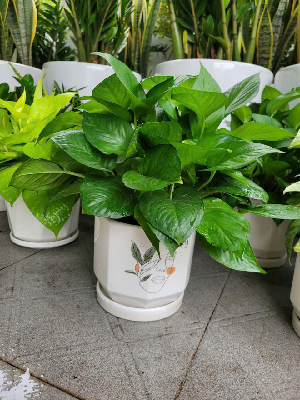 Hướng dẫn chăm sóc cây xanh sân vườn Bình Dương