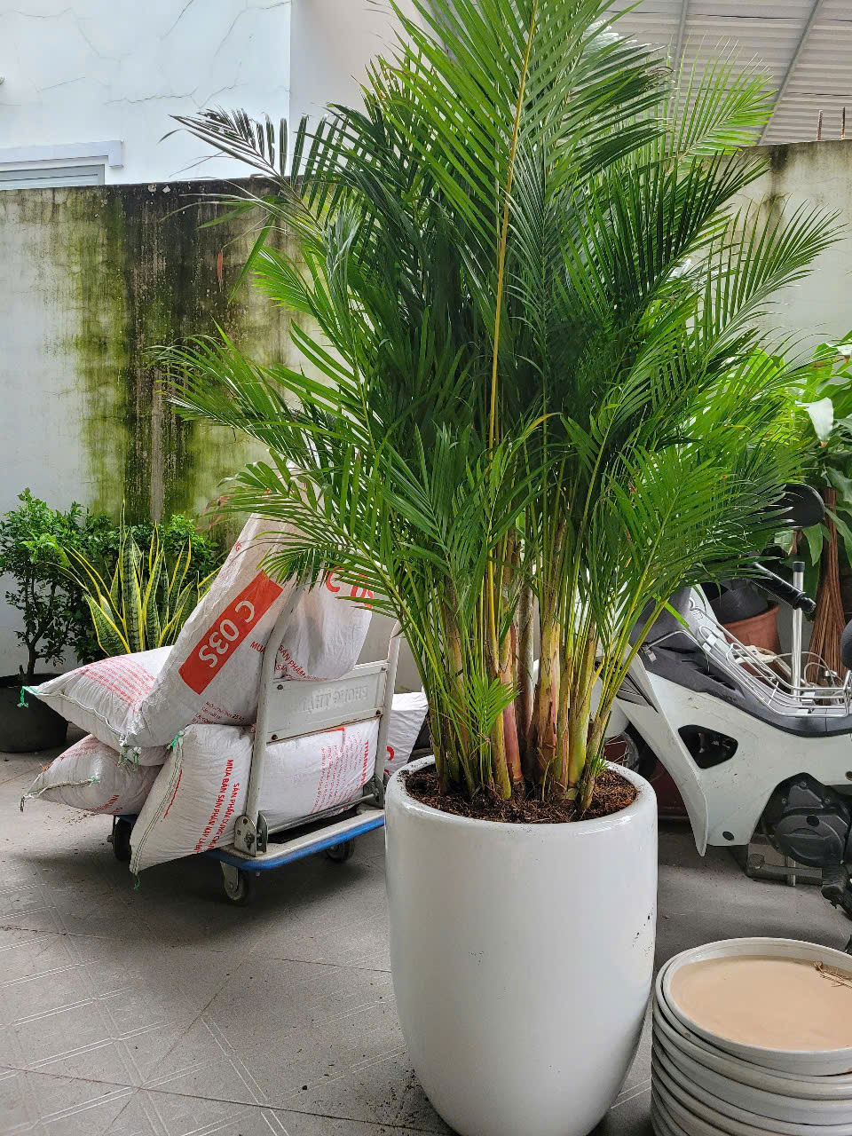 Kỹ thuật chăm sóc cây xanh đô thị