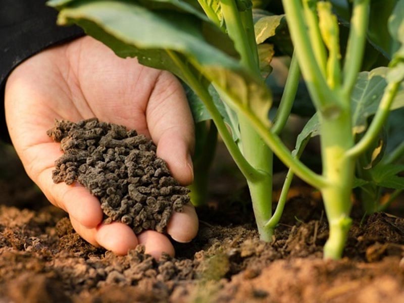 Trộn phân bón hữu cơ giàu mùn vào đất giúp cải tạo đất tơi xốp và giàu dinh dưỡng hơn.