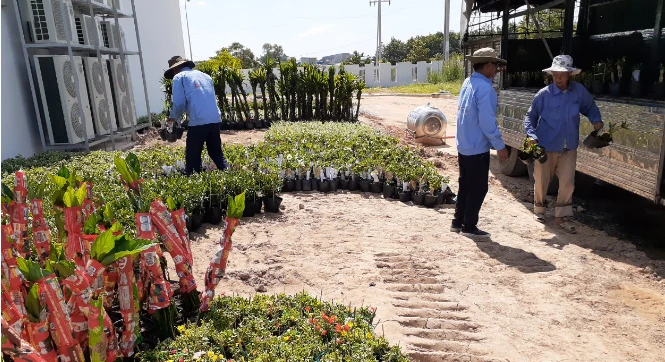 Cây giống được tập kết và kiểm tra trước khi đưa vào khu vực trồng. Cây giống được tập kết và kiểm tra trước khi đưa vào khu vực trồng.